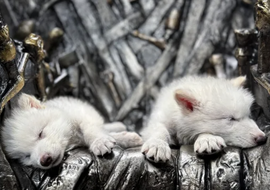 DIRE WOLFS ARE BACK !